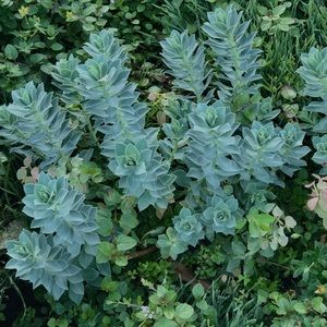 Meet your Posher, Josie